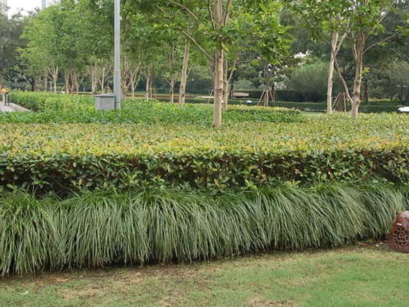 小区绿化养护服务